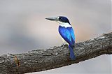 Forest Kingfisher